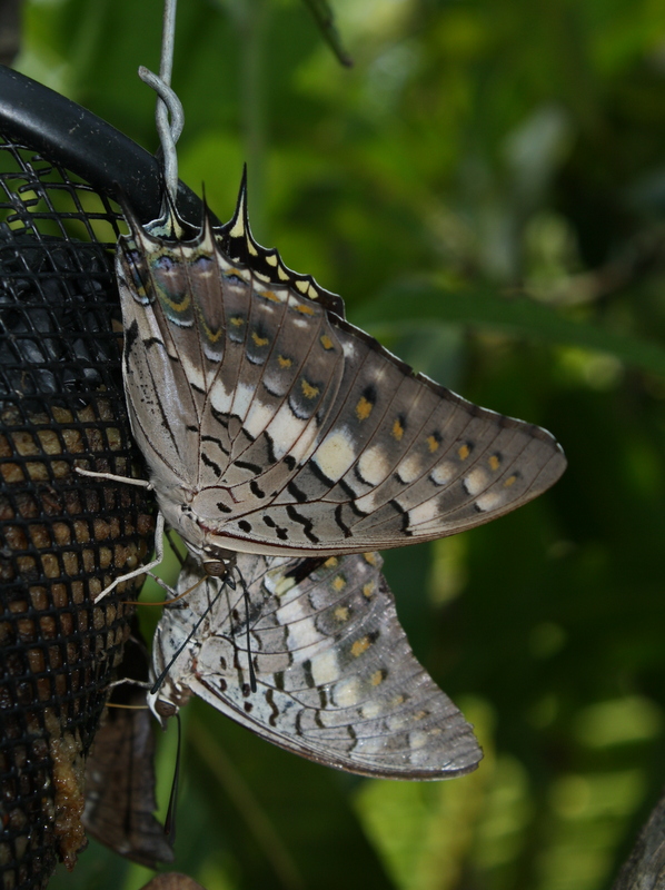 Butterflies